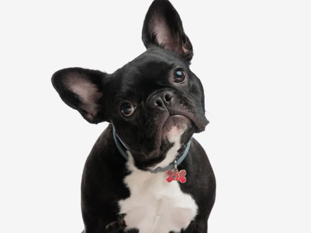 20 Funny French Bulldog Facts Every Frenchie Lover Should Know