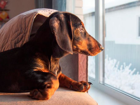 🐾 Do Dachshunds Bark a Lot? (Real Reasons, Triggers & How to Actually Control It)