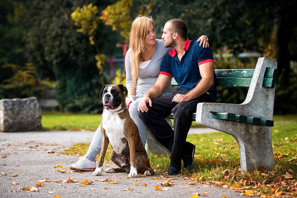 Boxer dog sitting with family playful attentive medium breed outdoor environment