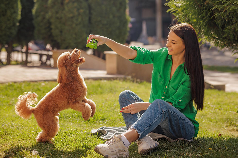 Poodle receiving treat positive reinforcement training intelligent dog