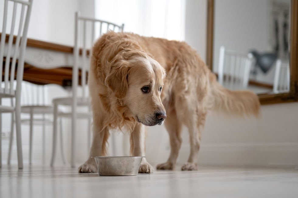 Golden Retriever waiting for owner showing early signs of separation attachment
