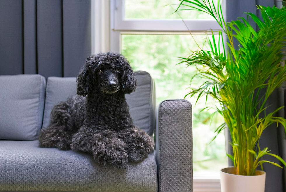 Poodle relaxed calm lying down balanced temperament home environment”