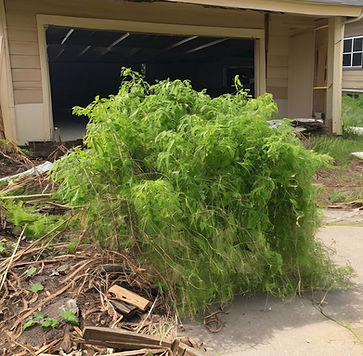 disaster vegetative debris.jpg