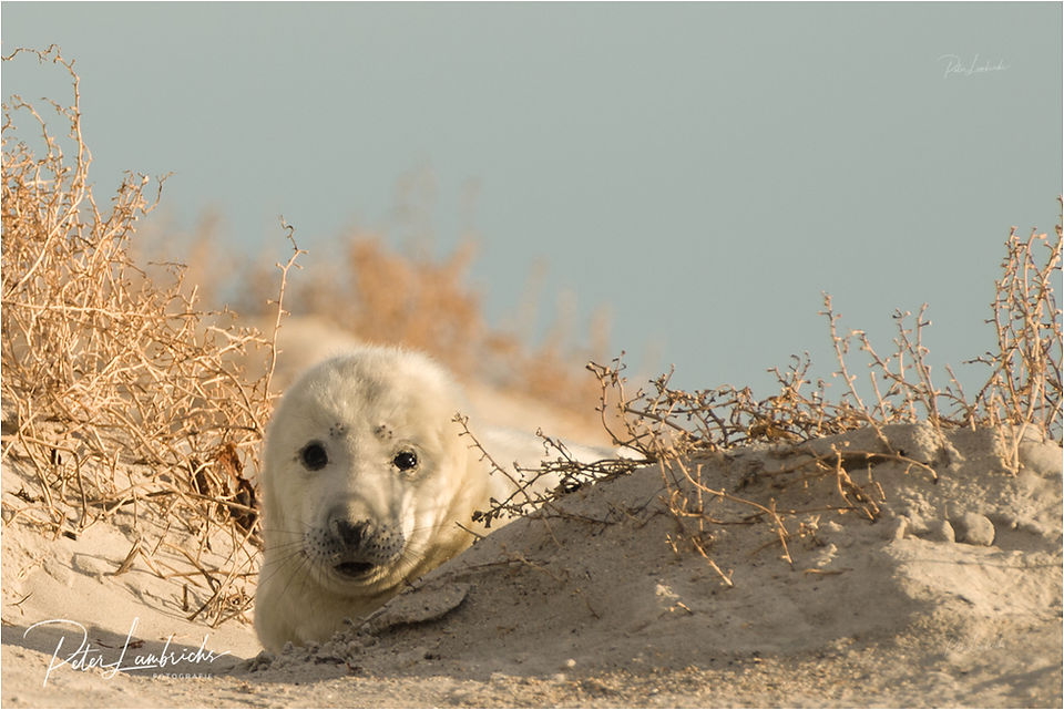 Fotografiereis Helgoland