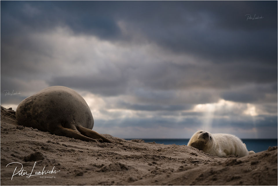 Fotografiereis Helgoland