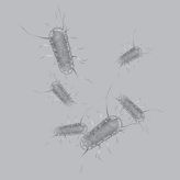 אשריכיה קולי