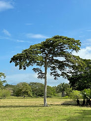 Naturaleza 
