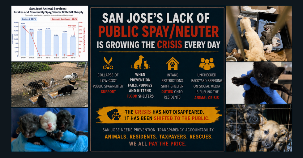 San Jose’s Spay/Neuter Gap Is Shifting the Burden to Residents and Rescues