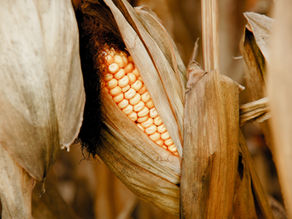 Tijdelijke toelating dimethenamid-P biedt extra wapen tegen knolcyperus in maïs