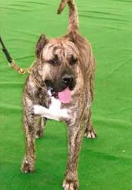 Presa Canario Champion