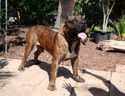 SandoCan Atlantida Can