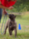 Presa Canario Puppy