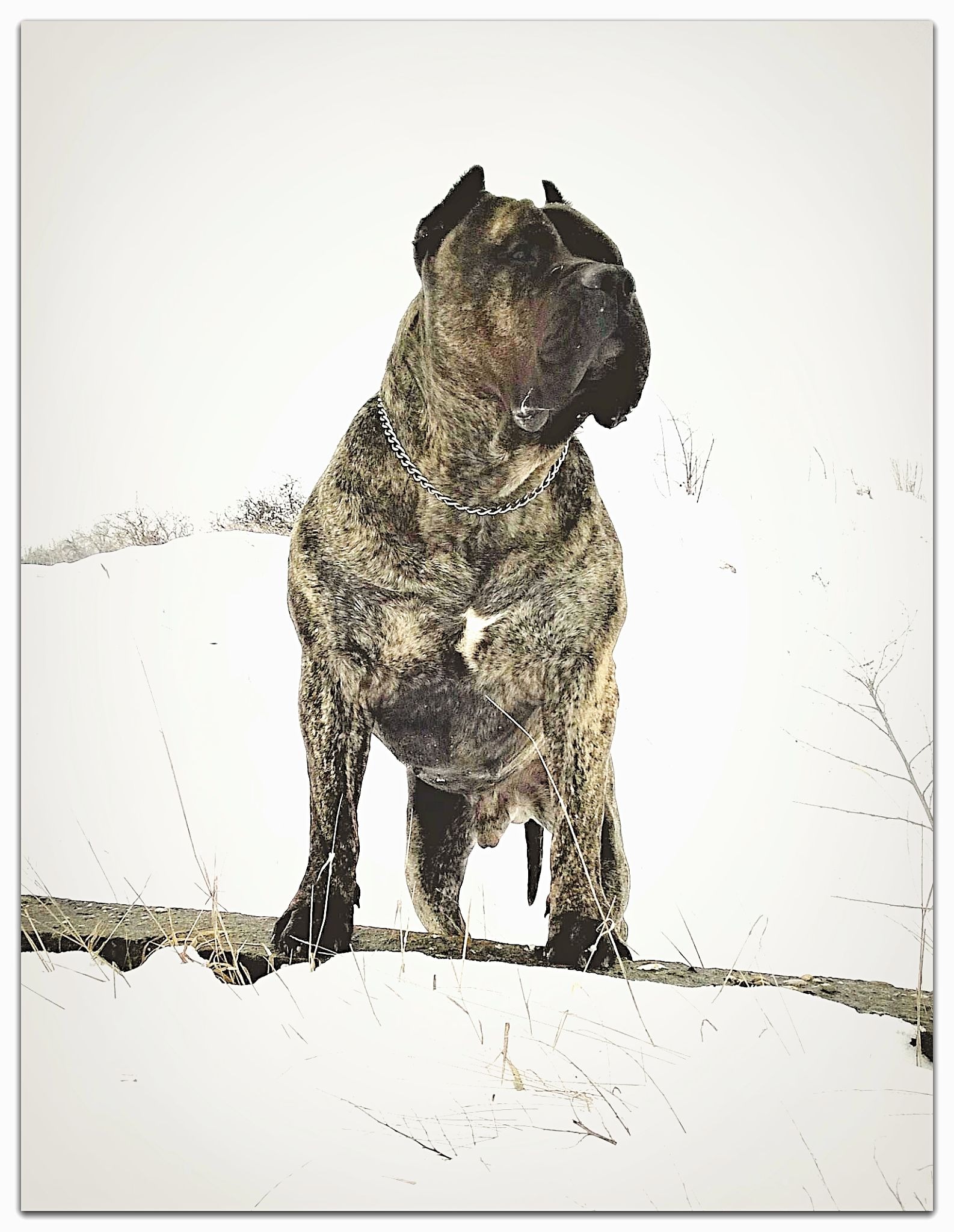 Bullet Head Movie DogPresa Canario United States Conquistador K9