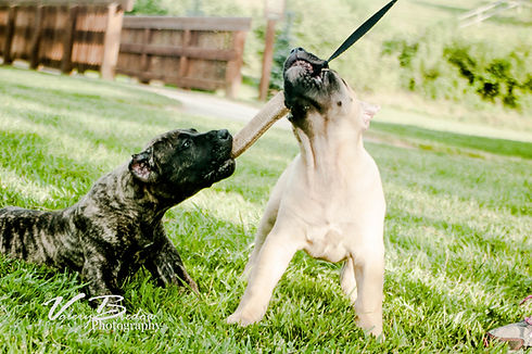 Presa Canario Puppy