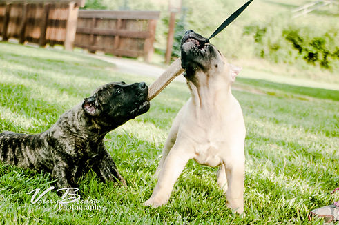 Presa Canario Puppy for Sale