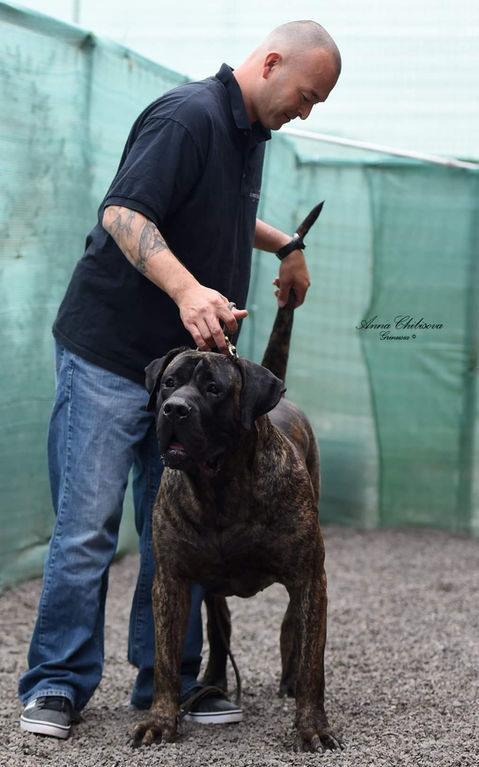 Best presa canario breeder in the world