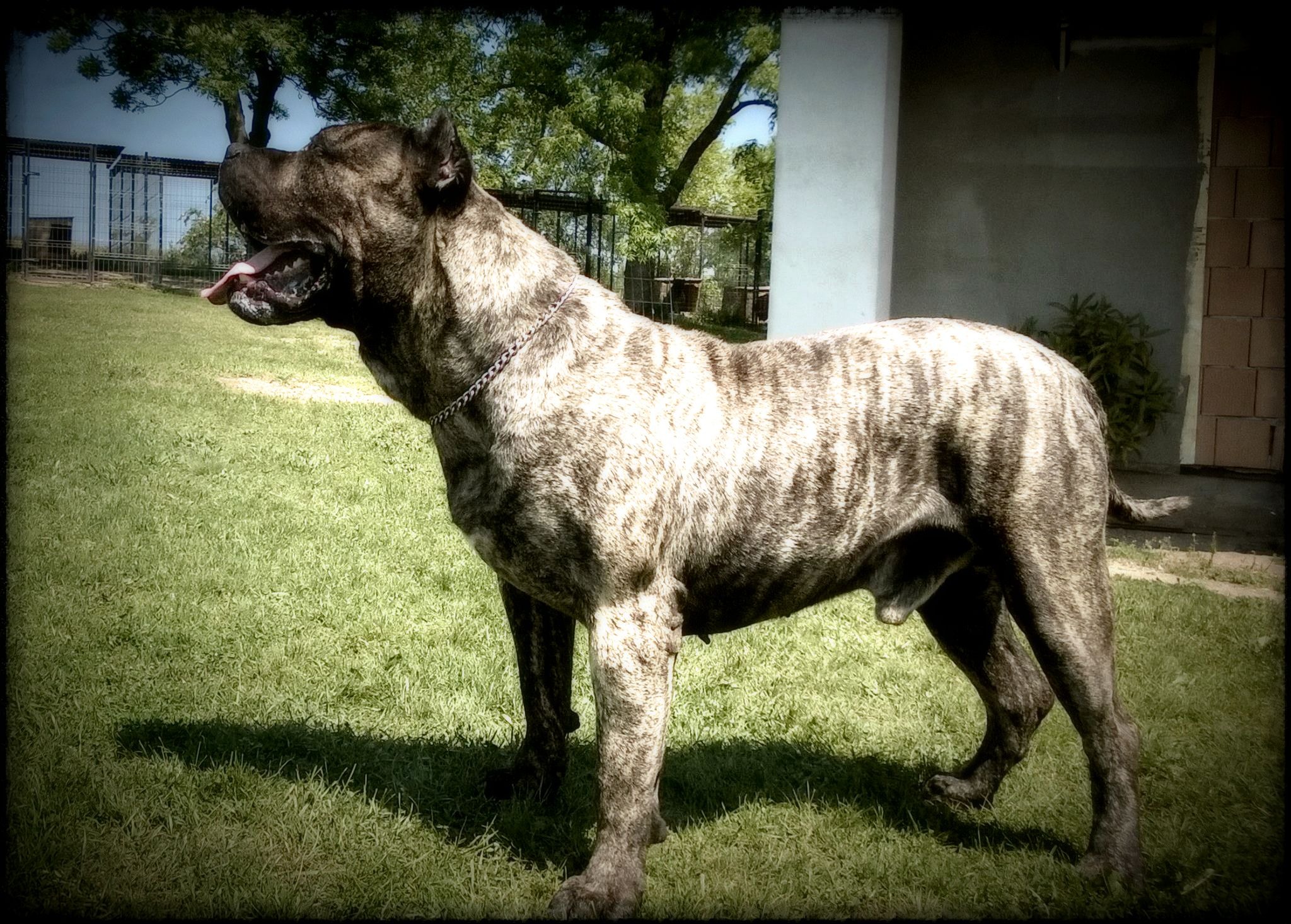 Bullet Head Movie DogPresa Canario United States Conquistador K9