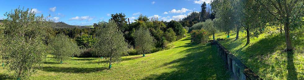 Organic Olive farm in Kerikeri called Puketi Olive Farm