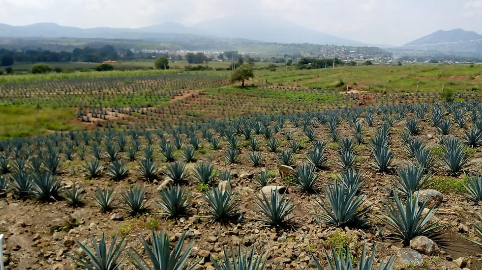 Miniatura: Terreno de 52 hectáreas a pie de carretera con sembradío de agave