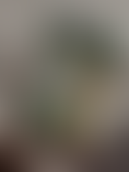 Livro Ecos da floresta