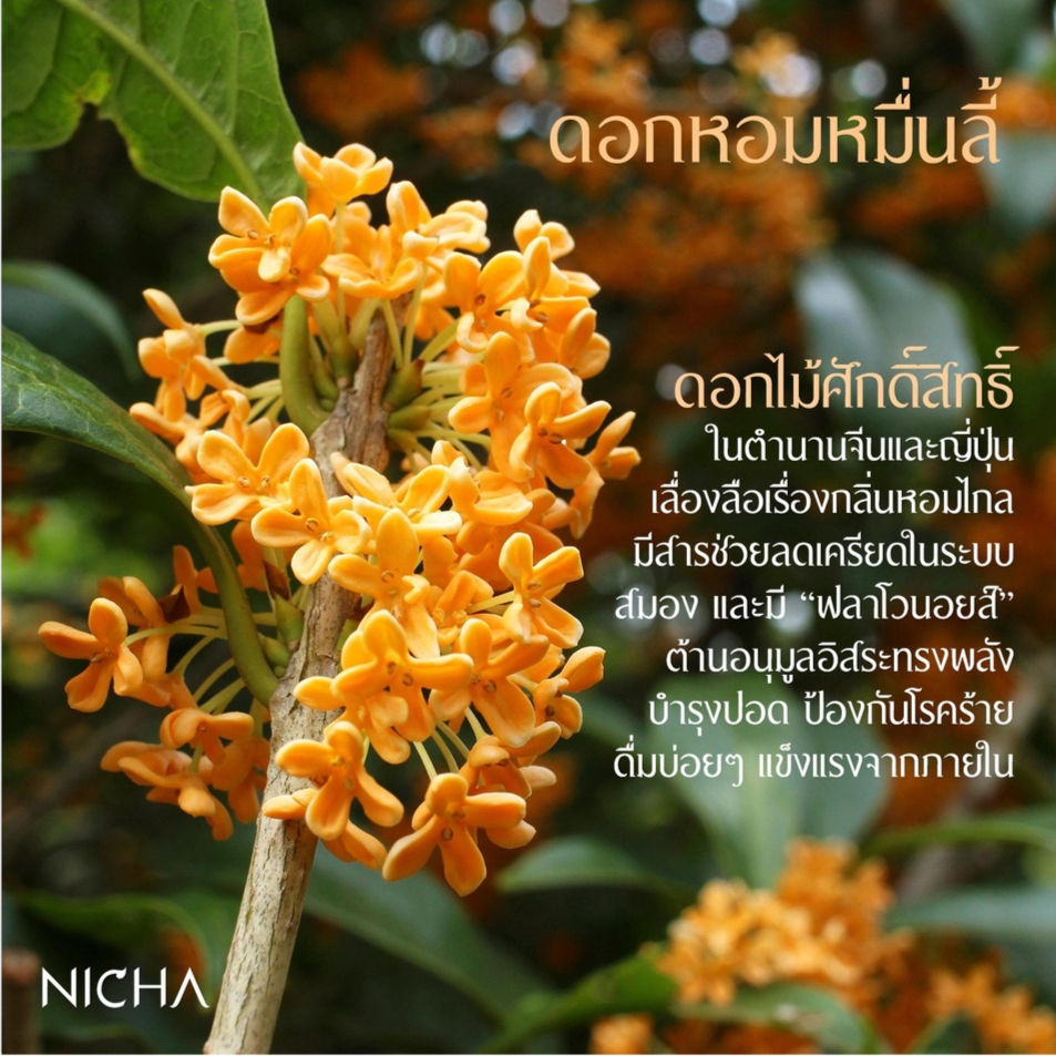 Thumbnail: Royal Osmanthus Oolong ชาอูหลงหอมหมื่นลี้25 Sachets