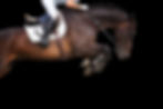 Horse jumping on black background..jpg