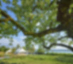 Grüner Park mit großem Baum, im Hintergrund weiße Zelte und Personen. Blauer Himmel, entspannte Stimmung, See im Hintergrund.