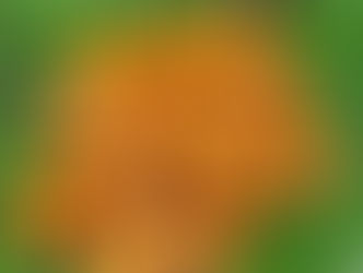 ค้นพบความสุขด้วยการสำรวจรสชาติที่หลากหลายของArare