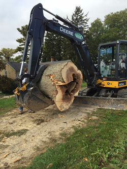 Removal of Trees and Stumps