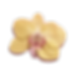 Larchive-c-scrapbooking-orchide.png
