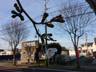 桜の開花のこの時期は・・・