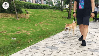 Omerta-Shiba-Ngoan1.gif