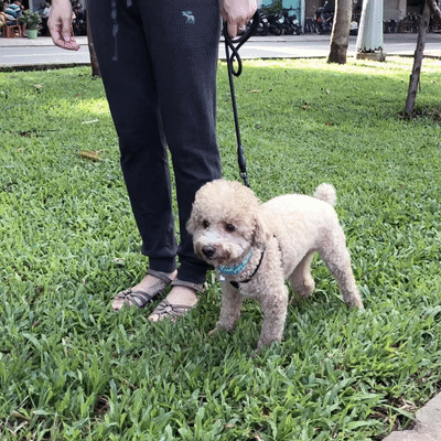 Omerta-GIF-Dây Đai-poodle.gif