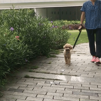 Omerta-GIF-Dây_Omerta_-poodle.gif