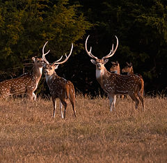 Axis Deer (1)_edited_edited.jpg