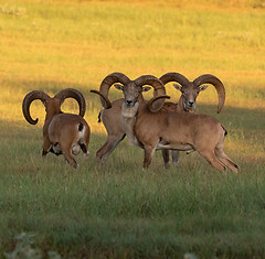 Transcapian Urial_edited.jpg