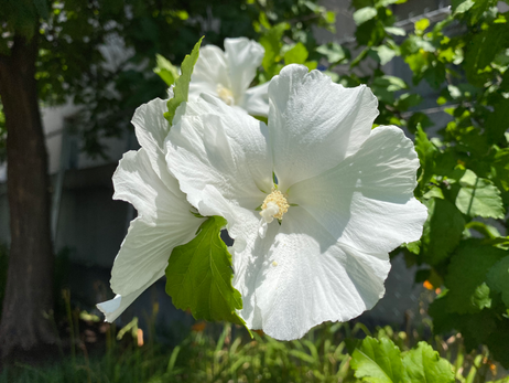 Hibiscus White Photo by Iris Lan 25 June 2022.HEIC