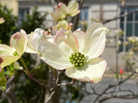 Dogwood Photo by Iris Lan 2022 May 2.HEIC