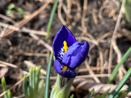 Iris Reticulata Photo by Iris Lan 2023 Feb 7.HEIC