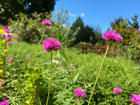 Firework Photo by Iris Lan Sept 2022 1.HEIC
