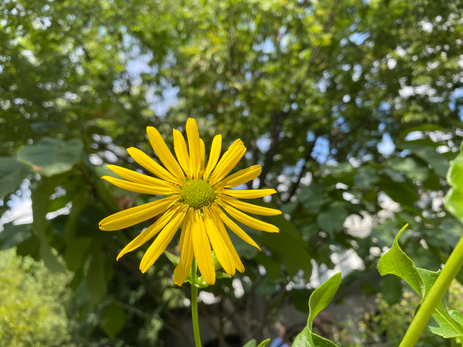 Yellow Unidentified Flower Photo by Iris Lan 2022 Aug 6.HEIC
