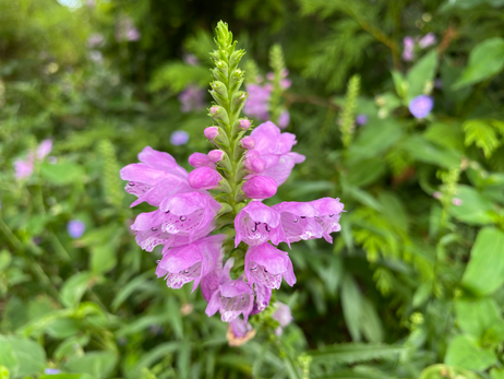 Obedient Photo by Iris Lan Sept 2022 9.HEIC