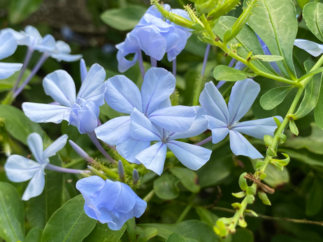 Phlox Photo by Iris Lan Aug 2022 28.HEIC