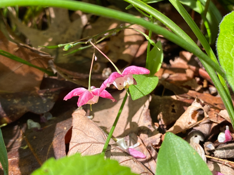 Bishops Hat Photo by Iris Lan 2022 March.HEIC
