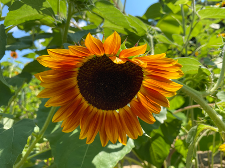 Sunflower photo by Iris Lan 2022 Aug 52.HEIC