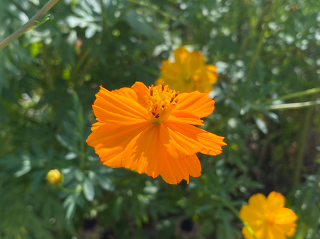 Cosmos photo by Iris Lan 2022 Aug 4.HEIC