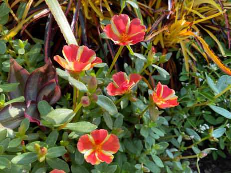 Purslane Photo by Iris Lan Aug 2022 3.HEIC