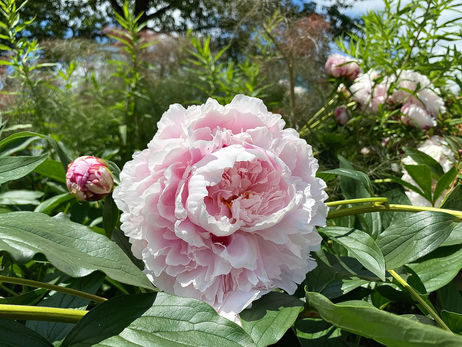 Peony Photo by Iris Lan 2020&21 11.HEIC