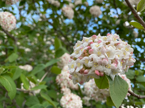 Viburnum Butterfly Garden Photo by Iris Lan 04082022 2.HEIC