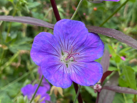 Geranium Photo by Iris Lan Sept 2022 25.HEIC